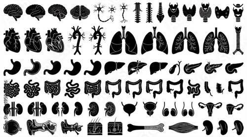 Human Anatomy Organs Icon Set Heart Brain Lungs Kidney Medical Biology Vector