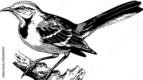 A monochrome illustration of a bird perched on a branch, detailed with textured feathers