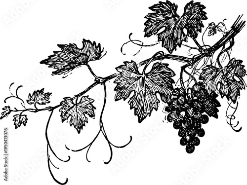 Vintage grapevine illustration with detailed leaves and grape clusters on vine branch