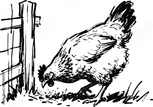 hen foraging near wooden fence rooster, poultry bird scratching ground outdoors