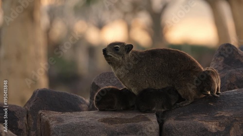 Female rock hyrax resting on warm African rocks with her young babies in Namibia, small mammals gathered in their natural habitat among stones, showing family behavior and wildlife life in the African