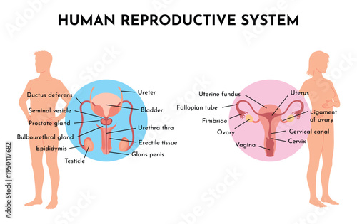 Human Reproductive System Vector Illustration Diagram, Male and Female. Medicine educational information