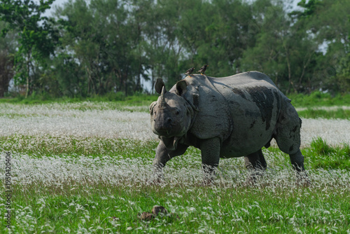 rhino in the grass and flowers 