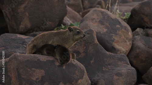 Group of rock hyraxes sitting on large rocks during a warm African sunset in Namibia, small mammals gathering together on a rocky landscape, watching surroundings in their natural wildlife habitat.