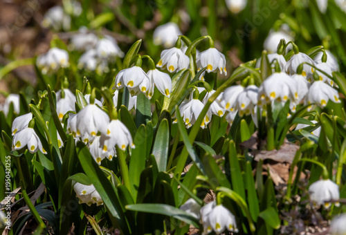 Close-up of a group of spring snowflake flowers - Leucojum vernum