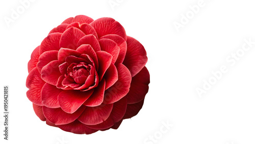 Pink Camellia flowers   isolated on transparent background