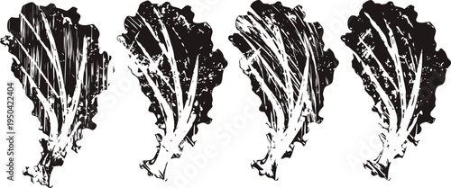 Four vintage kale leaves illustrations in black and white with detailed texture and veins