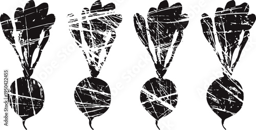 Black radish vector set vintage root vegetable illustrations with leaves healthy nutrition design elements