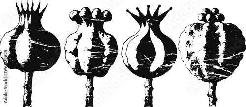 Four vintage botanical poppy seed pods silhouettes black and white sketch illustration