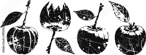 Grunge black and white apples with leaves silhouette set vintage textured fruit icons illustration