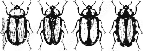 black and white vintage beetle illustrations set insect anatomy, detailed scientific drawings, entomology collection