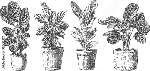 Hand drawn potted rubber plants illustration set indoor gardening, vintage botanical sketch collection