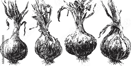 Collection of hand drawn onions with stems, vintage botanical illustration in black and white