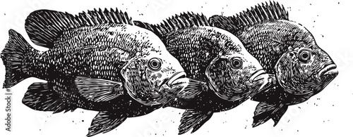 Three detailed hand drawn fish swimming in a horizontal line on white background