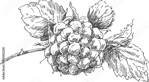 Blackberry branch with ripe berries and detailed leaves sketch drawing botanical illustration