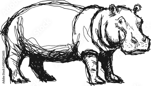 hand drawn hippopotamus illustration sketch of wild hippo animal facing sideways, creative black ink drawing