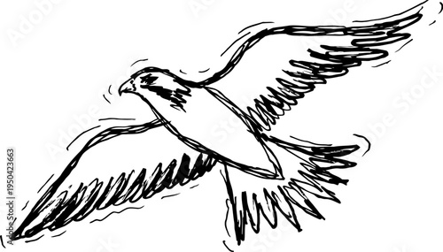 black and white sketch of a bird flying with detailed extended wings and tail feathers