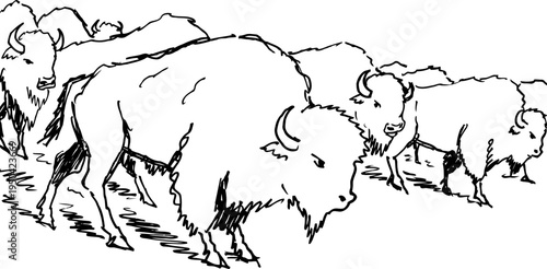 American bison herd sketch grazing on prairie buffalo wildlife illustration wild nature animals group