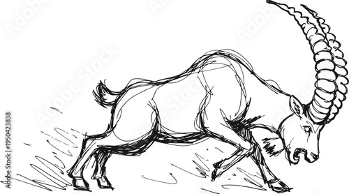 mountain goat with large curved horns in dynamic charging pose, wild animal sketch