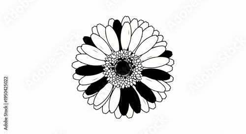 Bold black and white outline of a large daisy with alternating dark petals