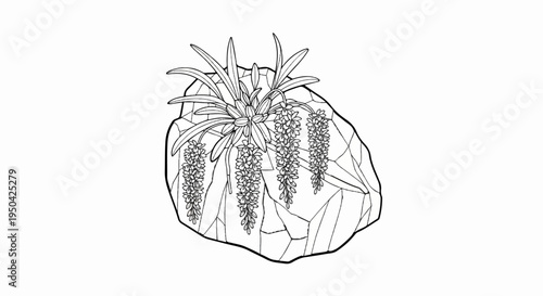 Botanical illustration of cascading flowers growing from a rock