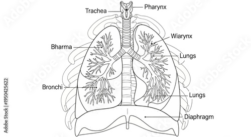 Detailed diagram of the human respiratory system with labeled parts.