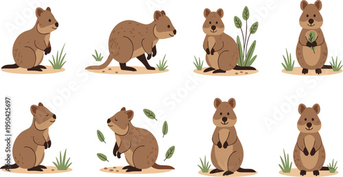 Quokka Wildlife Illustration Set Featuring Sitting, Standing, Walking, and Holding Leaf Poses of Cute Australian Marsupial Animal in Natural Habitat.