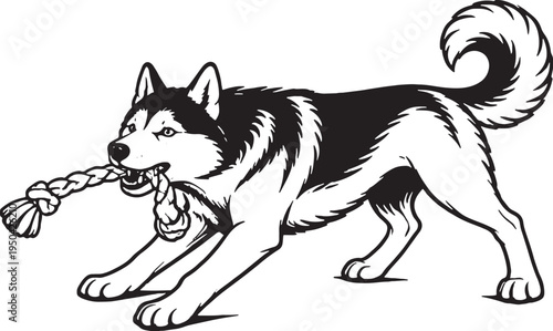 Siberian Husky Tugging Rope Pull Stance Black and White