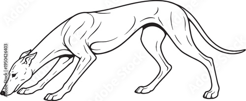 Greyhound Sniff Tracking Nose Down Side View Black and White Line Art Illustration