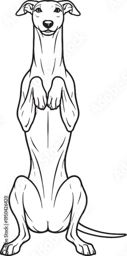 Greyhound Sitting Beg Pose Front View Black and White Line Art Illustration