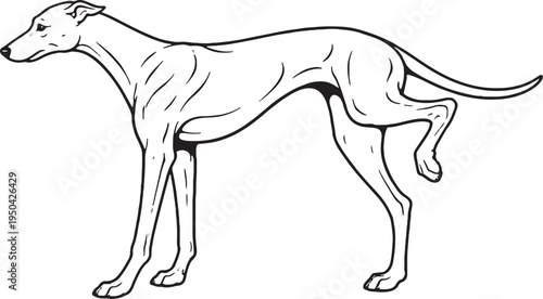 Greyhound Marking Territory Leg Lift Side View Black and White Line Art Illustration