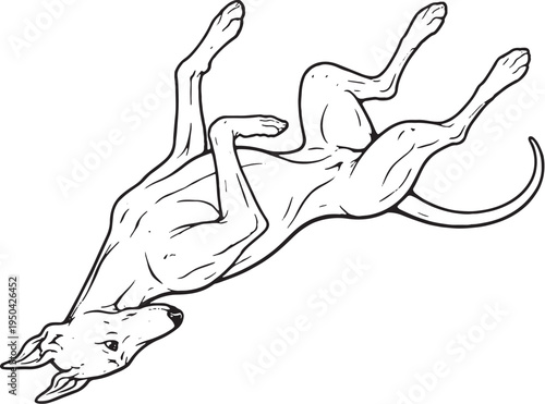 Tableau sur toile Greyhound Rolling On Back Playful Pose Black and White Line Art Illustration