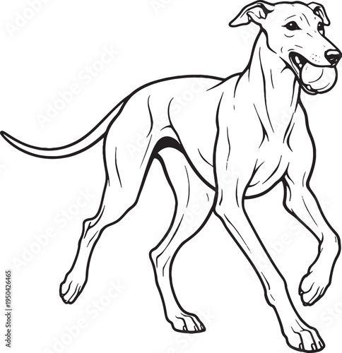 Greyhound Fetch Return Carrying Ball Black and White Line Art Illustration