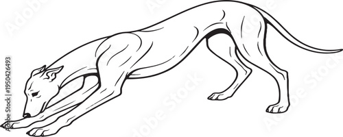 Greyhound Digging Action Pose Black and White Line Art Illustration