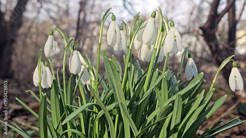 Close up snowdrops blooming between forest trees
