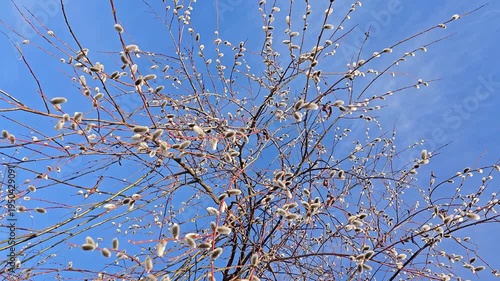 Delicate branches of a flowering willow tree gently sway in the breeze against a clear blue sky.