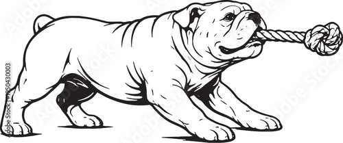 English Bulldog Tugging Rope Pull Stance Black and White Line Art Illustration