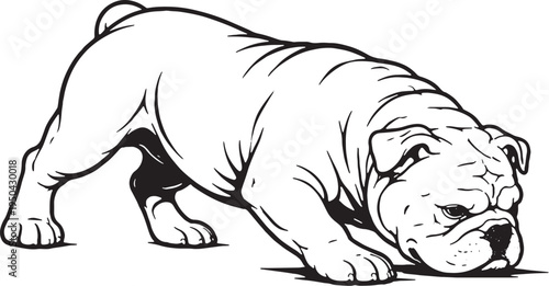 English Bulldog Sniff Tracking Nose Down Side View Black and White Line Art Illustration