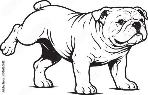 English Bulldog Marking Territory Leg Lift Side View Black and White Line Art Illustration