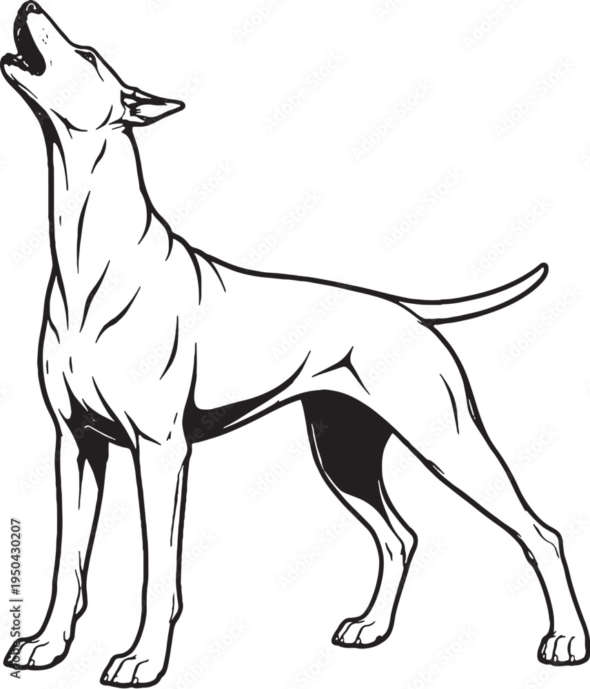 Obraz premium Doberman Pinscher Howling Head Up Black and White Line Art Illustration