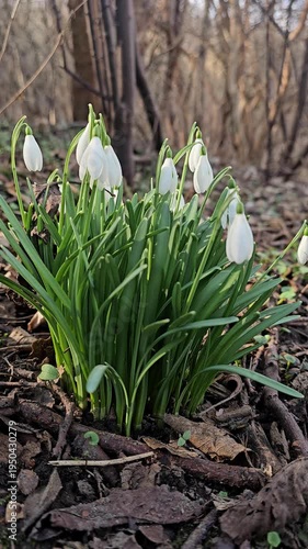 Snowdrop bush between forest trees. Vertical video