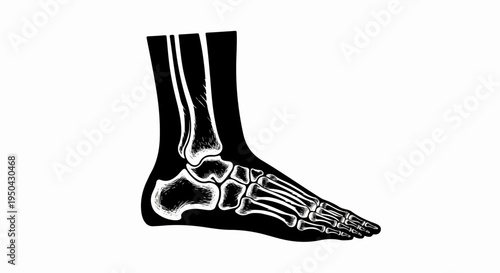 Anatomical illustration of a human foot and ankle skeleton