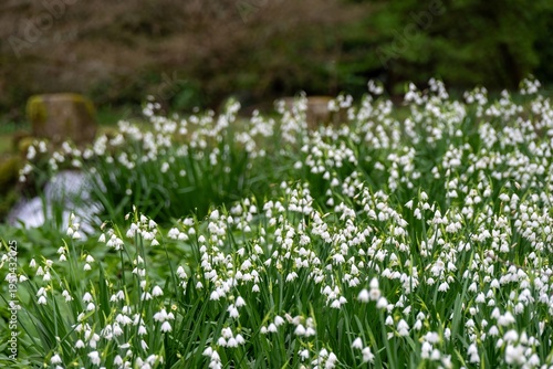 Wallpaper Mural White bell shaped flowers of Snowdrops Galanthus nivalis Torontodigital.ca