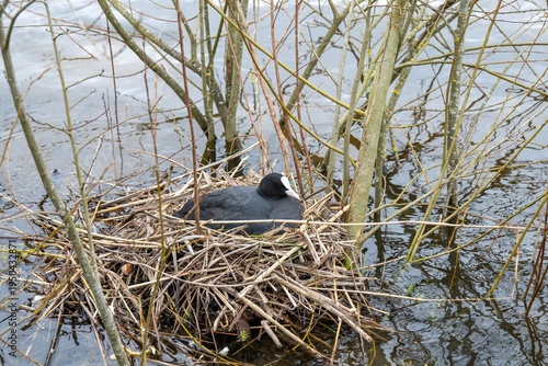 Bild auf Leinwand coot fulica atra sitting in nest nest on the river