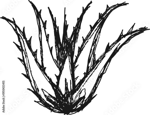 aloe vera plant illustration medicinal succulent with spiky leaves, natural healing and skincare concept