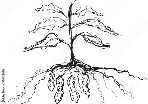 Hand drawn peanut plant with roots and pods showing underground growth and botanical structure
