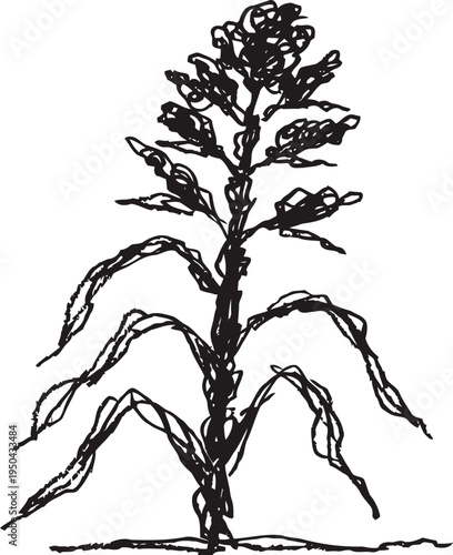 hand drawn corn plant illustration with leaves and tassel on white background