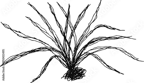 black ink sketch of wild grass plant with long thin leaves, hand drawn botanical illustration
