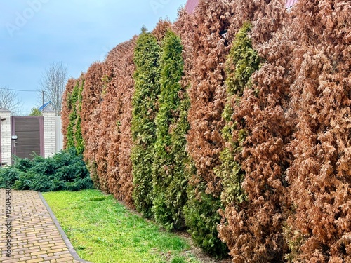 Thuja occidentalis 'Smaragd' trees in a row, dried brown plants because of damaged by Lamprodila festiva