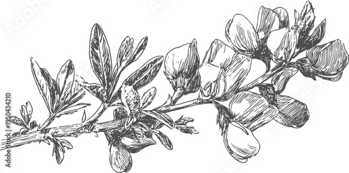 Detailed black and white botanical illustration of a flowering branch with leaves and buds